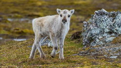 Prepare yourself for a look at a rare albino caribou calf photographed possibly for the first time Insurance Yet